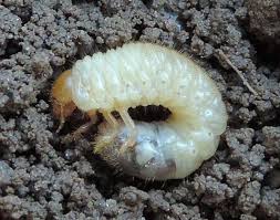 Popillia japonica larva